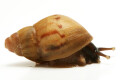 Lissachatina zanzibarica semiadult